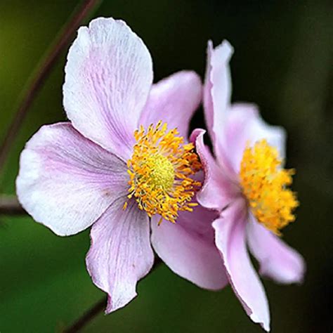 Anemone Tomentosa Robustissima Anemone Du Japon Pépinières Lepage