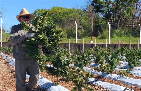 La Primera Cosecha A Gran Escala De Cannabis A Cielo Abierto Ya Est En