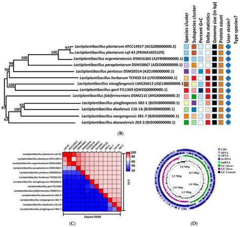 Ijms Free Full Text Probiotic Potential And Safety Assessment Of