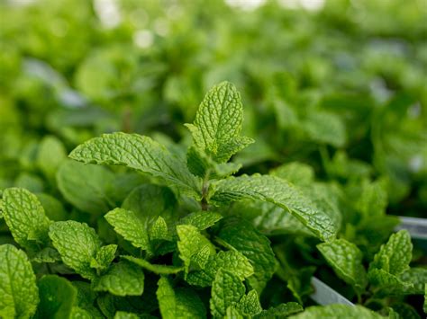 mojito mint jeffries nurseries