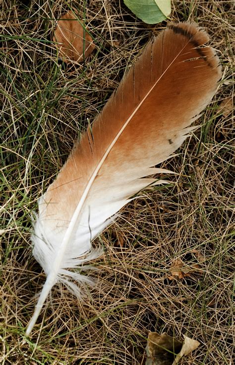 Red Tailed Hawk Feathers