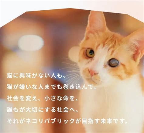 保健所に持ち込まれた猫たちを救う！ 市内に保護猫ボランティア育成施設を作り、猫を救う人材を育成し、殺処分ゼロを目指す！ ネコリパブリック