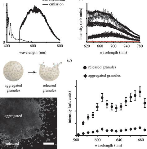 Pigment Granule Luminescence A Optical Properties Of Isolated