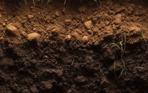 Nutrição de plantas como os organominerais melhoram a disponibilidade