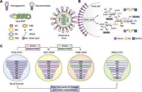 Adaptation Of Influenza Viruses To Human Airway Receptors Journal Of