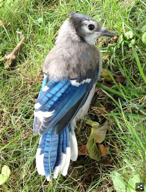 A Blue Jay with Half of Its Baby Feathers Still » TwistedSifter