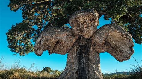 Le Plus Bel Arbre De France Est Àghisonaccia