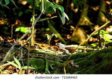 Jesus Christ Lizard Basilisk Costa Rica Stock Photo