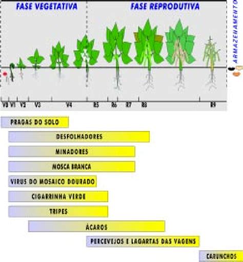 Figure From Manejo Integrado De Pragas Do Feijoeiro Semantic Scholar