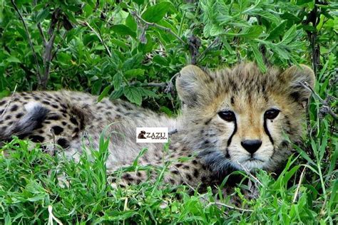 Zazu Tanzania Safaris 2025 All You Need To Know Before You Go With