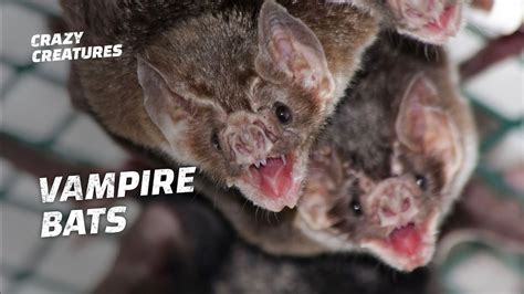 Do Vampire Bats Actually Want Your Blood Youtube