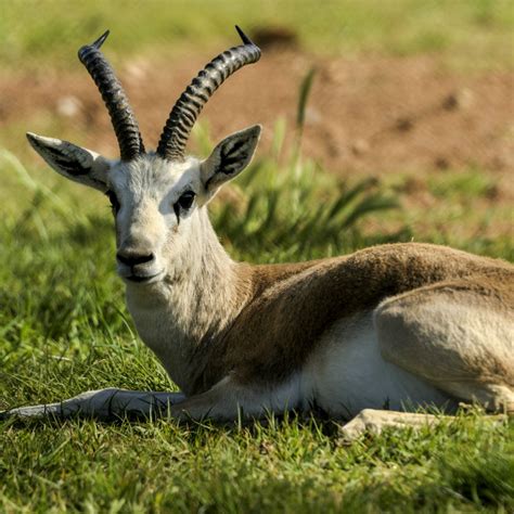 More gazelle companies in Europe | Obserwator Finansowy: Ekonomia ...