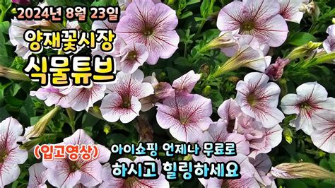 양재꽃시장 식물튜브 24년 8월 23일 식물들 입고된것 시청 하시면서 힐링타임 되세요~~ 양재꽃시장 식물튜브 월동 관엽