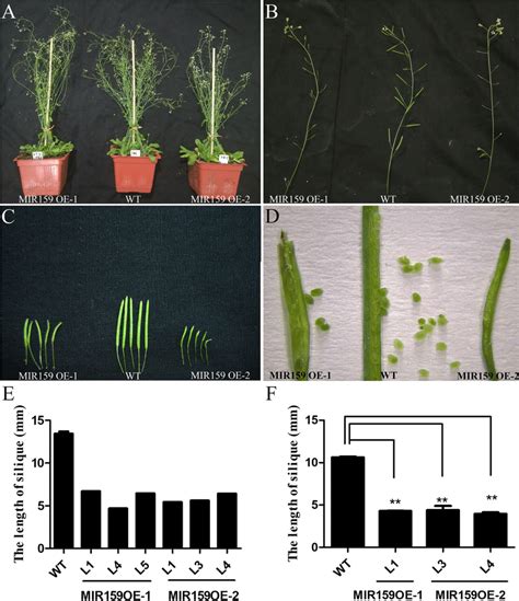 The phenotypes of MIR159OE transgenic lines. The T2 transgenic plants ... 