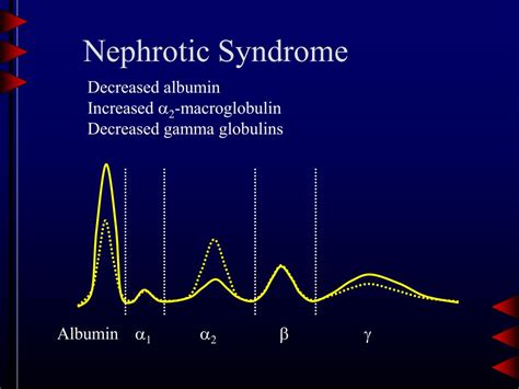 Ppt Proteins And Electrophoresis Powerpoint Presentation Free