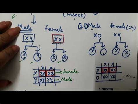 SEX DETERMINATION HUMANS DROSSOPHILA HONEY BEE GENETICS CLASS 12 YouTube
