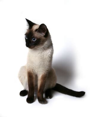 Siamese Cat Breed | Cat n Kitten