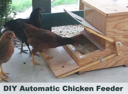 DIY Automatic Chicken Treadle Feeder