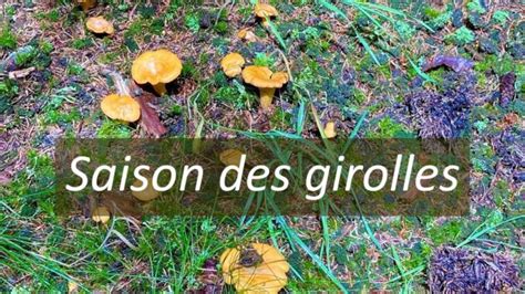 Saison Des Girolles Quand Poussent Elles Chasseurs De Champignons