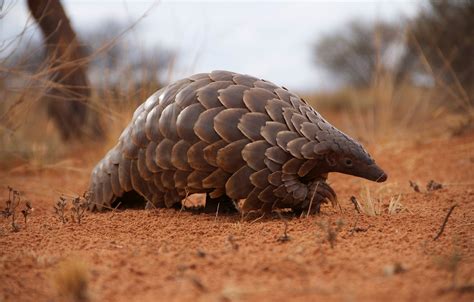 Wallpaper Nature Desert Pangolin For Mobile And Desktop Section