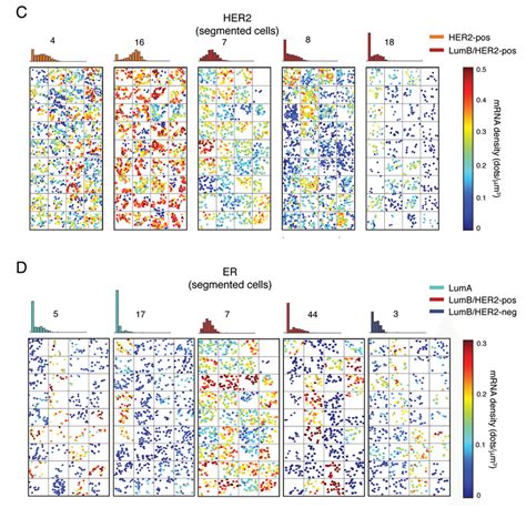 HER2 and ER gene expression in single cells. A. Distribution of the ...