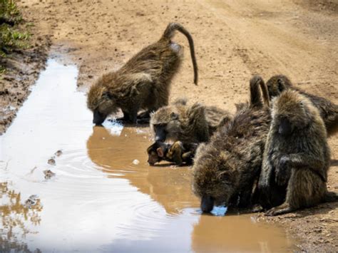 790+ Baboon Troops Stock Photos, Pictures & Royalty-Free Images - iStock