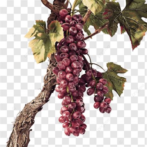 Uvas En Una Vid Fuera De La Rama De Un árbol Ai Generativo PNG dibujos