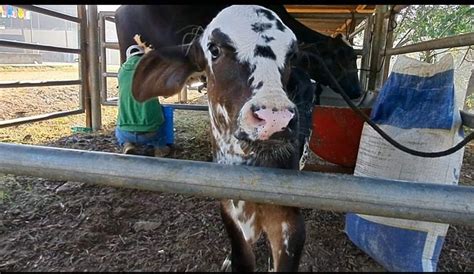 Celebran concurso de la vaca más lechera en El Jícaro Radio La