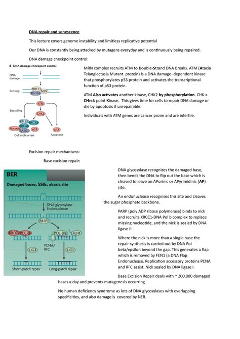 Dna Repair And Senescence Dna Repair And Senescence This Lecture