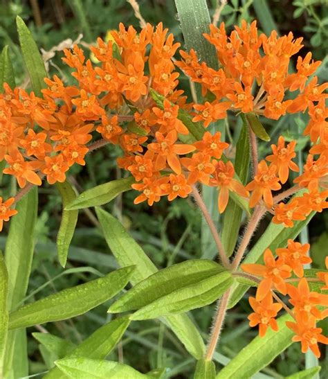 Butterfly Milkweed