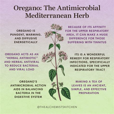 Oregano: The Antimicrobial Mediterranean Herb - The Alchemist's Kitchen