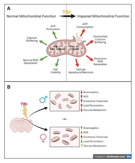 Frontiers Sex Differences In Mitochondrial Function Following A