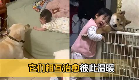 【我是小憨呀】“狗狗与人类幼崽的治愈瞬间” 1千粉丝266作品生活视频 免费在线观看 爱奇艺