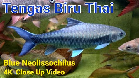 4k Close Up Video Ep 5 Ikan Tengas Biru Thai Blue Neo