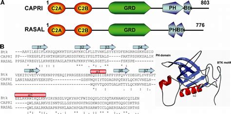 Structural motif prediction and alignment of PH domains. Structural ... 