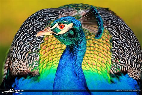 Bright Colored Peacock From Riverbend Park Jupiter Florida Royal