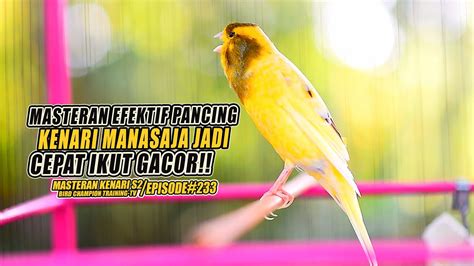 Masteran Suara Burung Kenari Gacor Panjang Cuit Cuit Ngerol Untuk