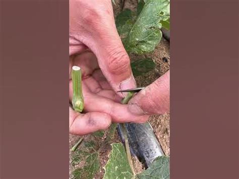 Grape Grafting Techniques Full Video #satisfying #shortsvideo - YouTube 