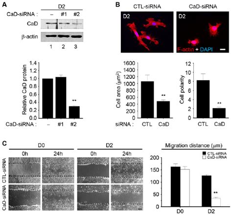 Expression Of Cad Is Induced During C C Myoblast Differentiation A