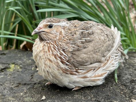 The Australian (Oz) Collection of Coturnix Quail — Thieving Otter Farm