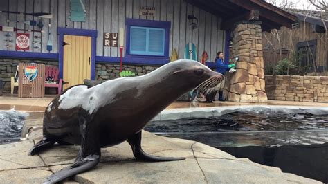 Sea Lion Spring Training At Saint Louis Zoo Youtube