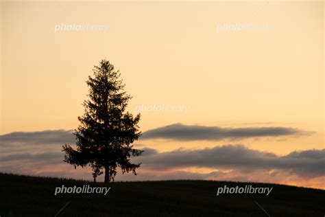 夕暮れの畑に立つマツの木 美瑛町 写真素材 6783585 フォトライブラリー Photolibrary