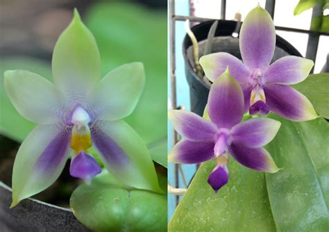 Orchidee Phalaenopsis Bellina Blue X Phalviolacea Erulea