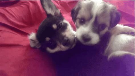 Dog Kiss GIF - Dog Kiss Love - Discover & Share GIFs