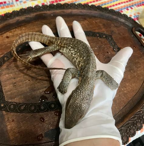 Savannah Monitor Lizard Large Wet Specimen | Etsy