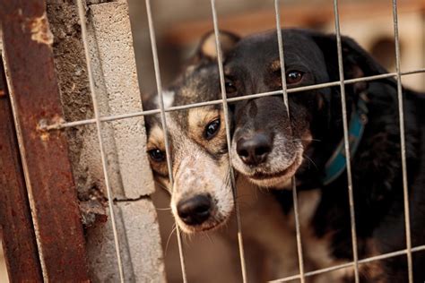 Principales Causas De Abandono Animal Wakyma