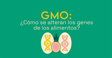 El caso de la piña rosada y los GMO Cómo se alteran los genes de los