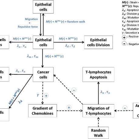 Schematic Representation Of The Cross Talk Among The Epithelial Cells