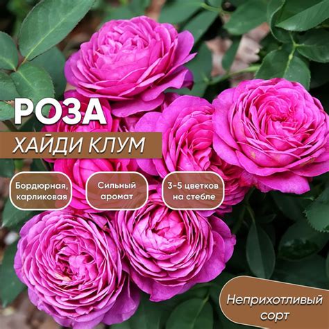 Розы роза - купить по выгодным ценам в интернет-магазине OZON (1695824103)