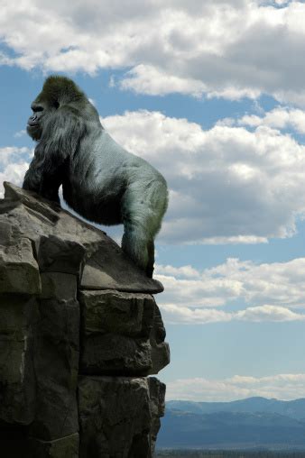 Gorilla On Rocks Stock Photo Download Image Now Istock